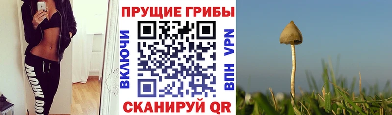 Галлюциногенные грибы мицелий  Купить где  Оса 